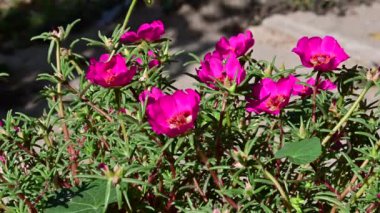 Bahçedeki güzel pembe çiçeklerin üzerinde uçan arılar.