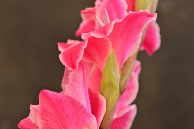 Siyah arka planda güzel pembe çiçekler