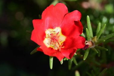 Bahçedeki kırmızı çiçekler