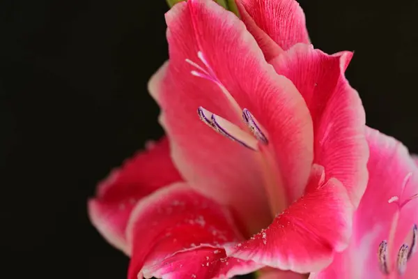 Beautiful Pink Flowers Black Background — Stock Photo, Image