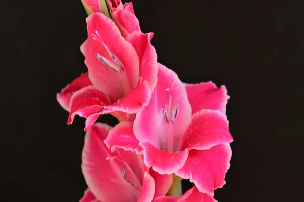 Vacker Rosa Blommor Svart Bakgrund — Stockfoto