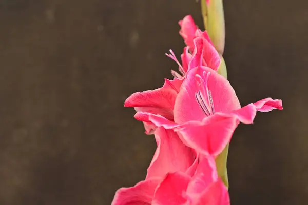 Vacker Rosa Blommor Svart Bakgrund — Stockfoto