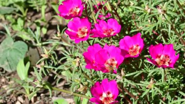 Bahçedeki güzel pembe çiçeklerin üzerinde uçan arılar.