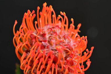 Siyah arkaplanda kırmızı çiçekler