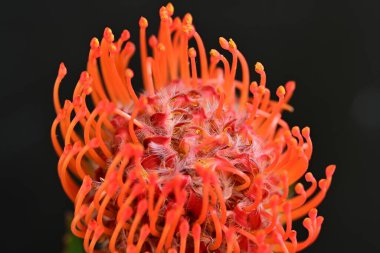 Siyah arkaplanda kırmızı çiçekler