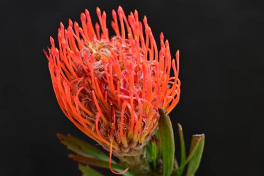 Siyah arkaplanda kırmızı çiçekler