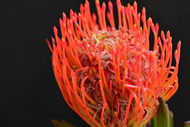 Siyah arkaplanda kırmızı çiçekler