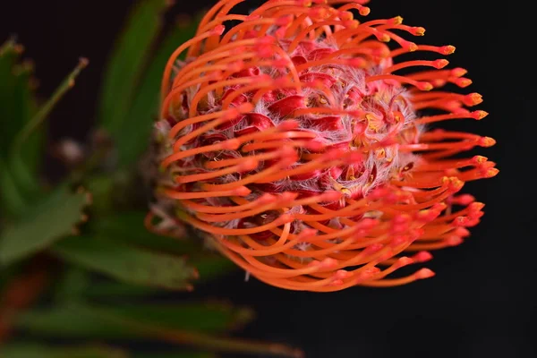 Protea Pincushion - Red
