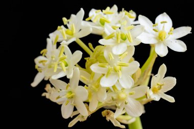 Güzel beyaz çiçekler, yakın görüş.