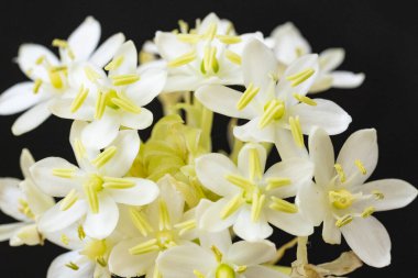 Güzel beyaz çiçekler, yakın görüş.