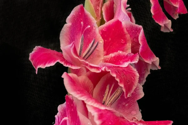Siyah Arka Planda Güzel Pembe Çiçekler — Stok fotoğraf
