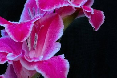 Siyah arka planda güzel pembe çiçekler