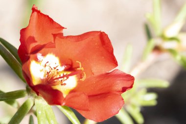 Bahçedeki kırmızı çiçekler