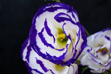 Güzel Eustoma çiçekleri, yakın görüş.