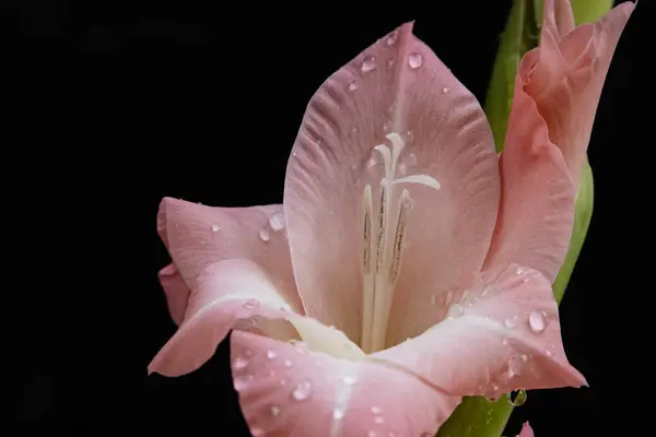 Gyönyörű Rózsaszín Virágok Egy Fekete Háttér — Stock Fotó