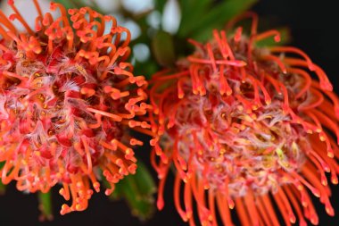 Siyah arkaplanda kırmızı çiçekler