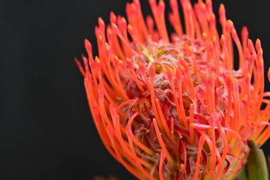 Siyah arkaplanda kırmızı çiçekler