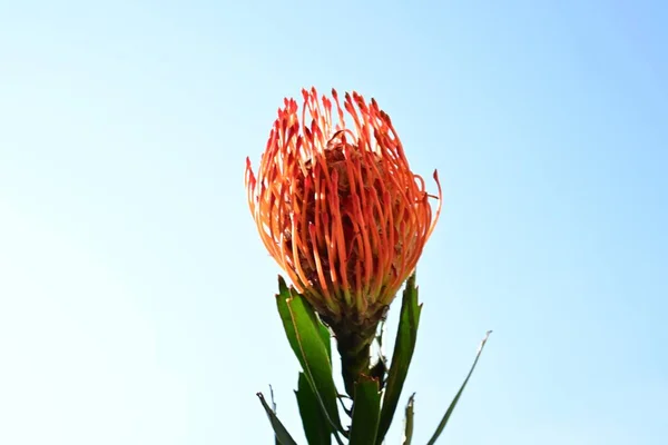 Czerwony Kwiat Tle Niebieskiego Nieba — Zdjęcie stockowe