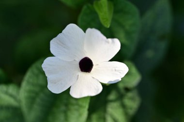 Bahçedeki beyaz çiçek