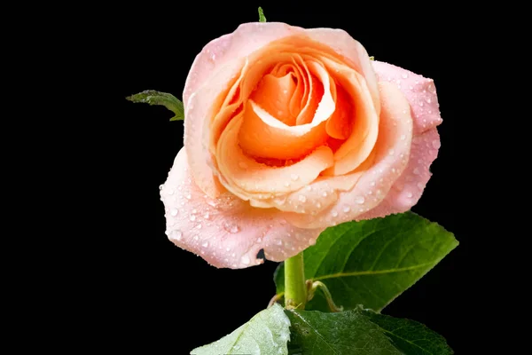 Schöne Rose Auf Dunklem Hintergrund Sommerkonzept Nahsicht — Stockfoto