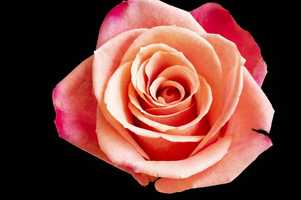 深色背景的美丽的玫瑰 夏天的概念 — 图库照片