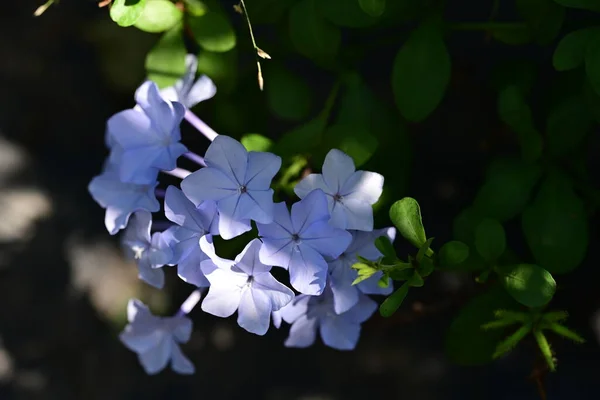 Hermosas Flores Azules Jardín — Foto de Stock