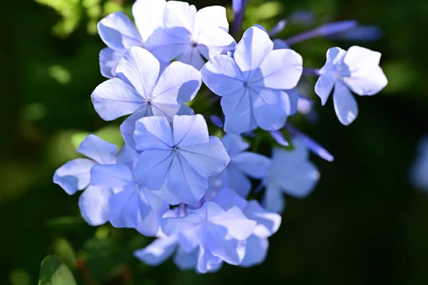 Gyönyörű Kék Virágok Kertben — Stock Fotó