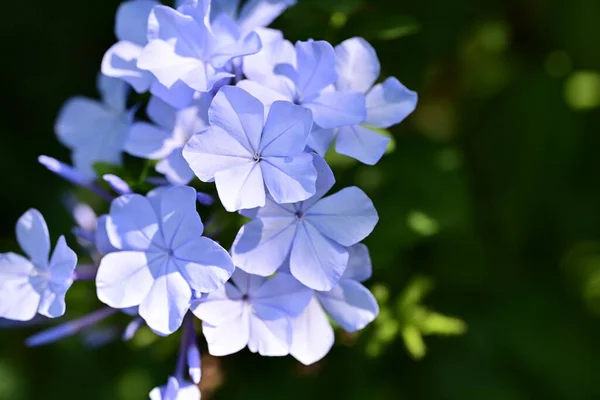庭の美しい青い花 — ストック写真