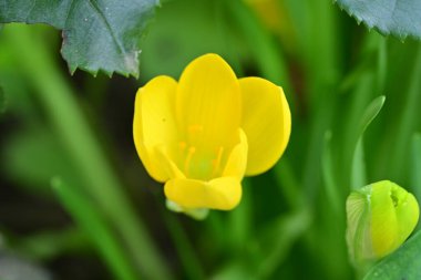 Bahçedeki güzel sarı çiçekler