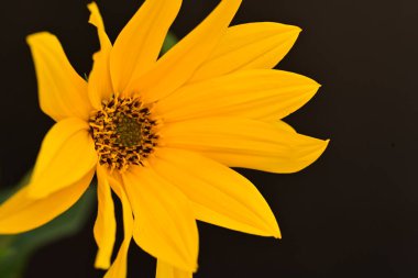Güzel sarı çiçekler, yakın görüş.