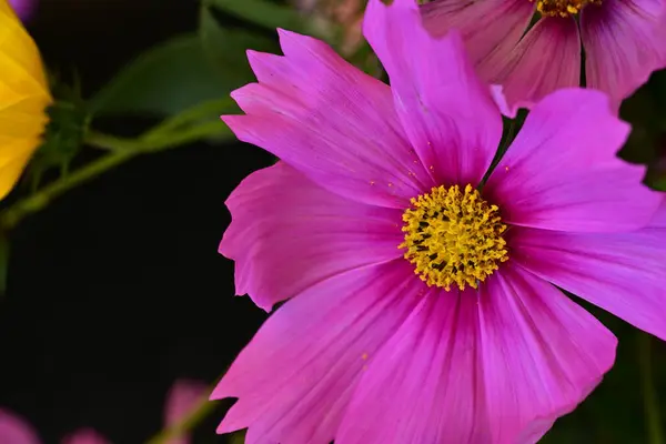 Die Schönen Leuchtenden Blumen Aus Nächster Nähe — Stockfoto