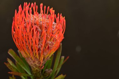 Siyah arkaplanda güzel kırmızı çiçek, yakın görünüm