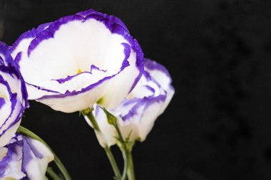 Güzel Eustoma çiçekleri, yakın görüş.