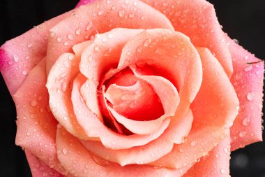 Koyu arkaplanda güzel bir gül, yaz konsepti, yakın görüş