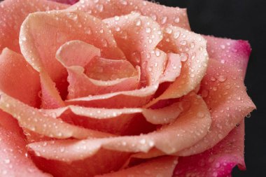 Koyu arkaplanda güzel bir gül, yaz konsepti, yakın görüş