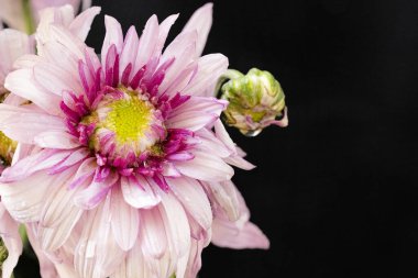 Bahçedeki güzel çiçek