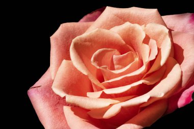 Koyu arkaplanda güzel bir gül, yaz konsepti, yakın görüş