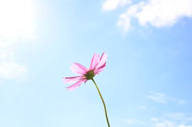 Mavi gökyüzü arka planında pembe çiçek