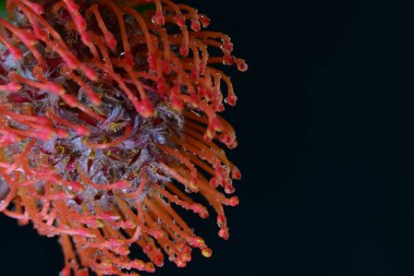 Siyah arkaplanda güzel kırmızı çiçek, yakın görünüm