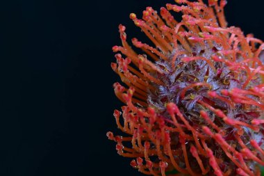 Siyah arkaplanda güzel kırmızı çiçek, yakın görünüm