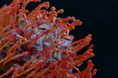 Siyah arkaplanda güzel kırmızı çiçek, yakın görünüm