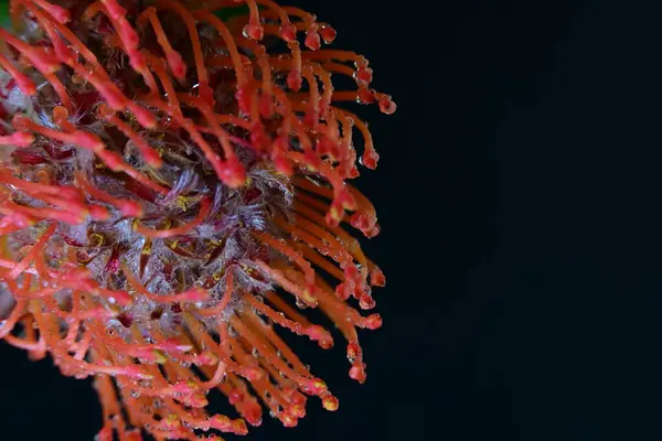 Siyah arkaplanda güzel kırmızı çiçek, yakın görünüm