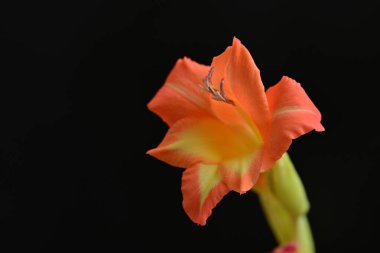 Siyah arkaplanda güzel kırmızı bir çiçek