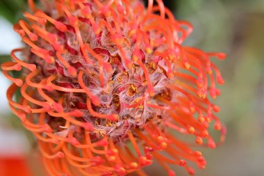 Güzel kırmızı pofuduk çiçek, yakın görüş