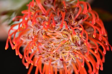 Koyu arkaplanda kırmızı çiçeği kapat