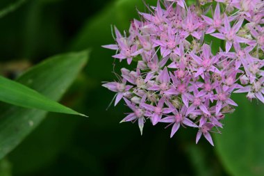 Bahçede mor çiçekler