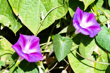 Bahçede büyüyen mor çiçekler 