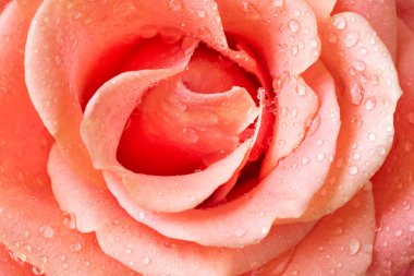 Güzel gül çiçeği, yakın görüş.