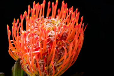 Koyu arkaplanda kırmızı çiçeği kapat