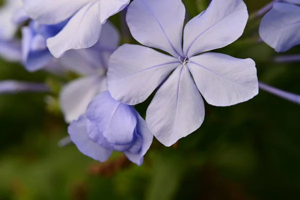 Bahçedeki Güzel Mavi Çiçekler — Stok fotoğraf